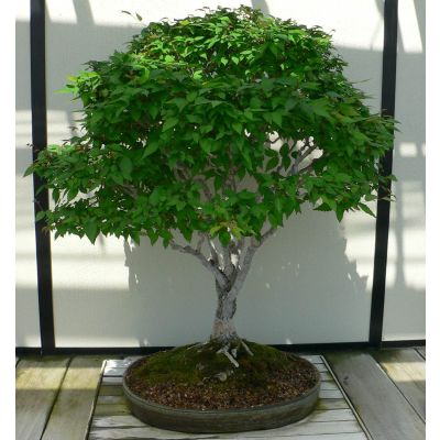 Graines Zelkova Serrata (Graines Orme du Japon)