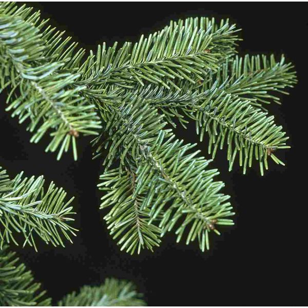 Abies Balsamea Seeds (Balsam Fir Seeds)
