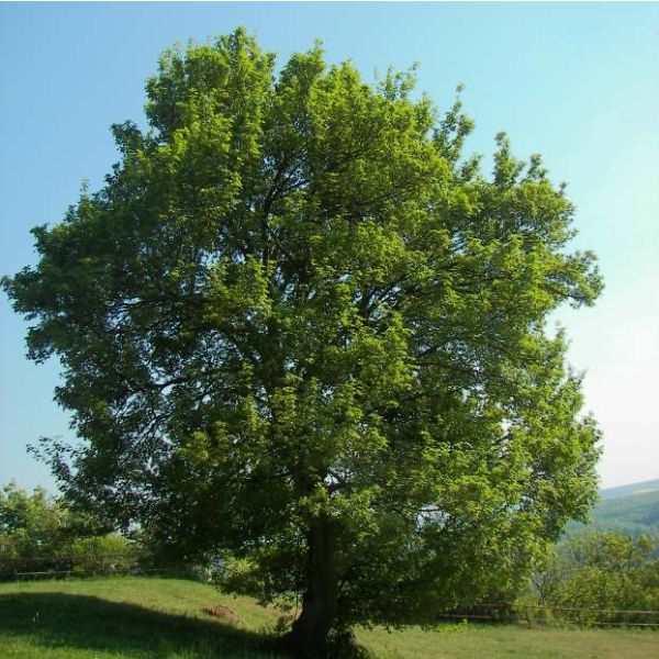 Acer Campestre Seeds (Hedge Maple Seeds)
