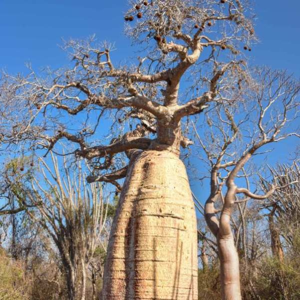 Adansonia Fony Seeds (Adansonia Rubrostipa Seeds, Fony Baobab)