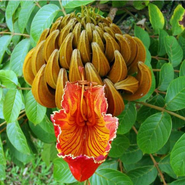 African Tulip Tree Seeds (Spathodea campanulata)