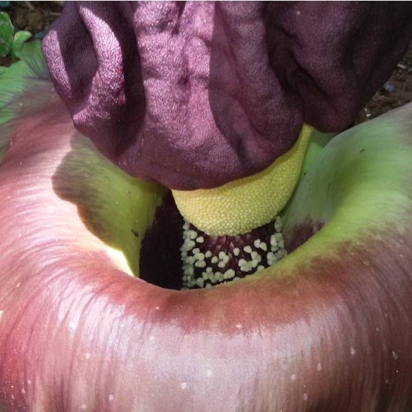 Amorphophallus Paeoniifolius Seeds (Elephant Yam Seeds)
