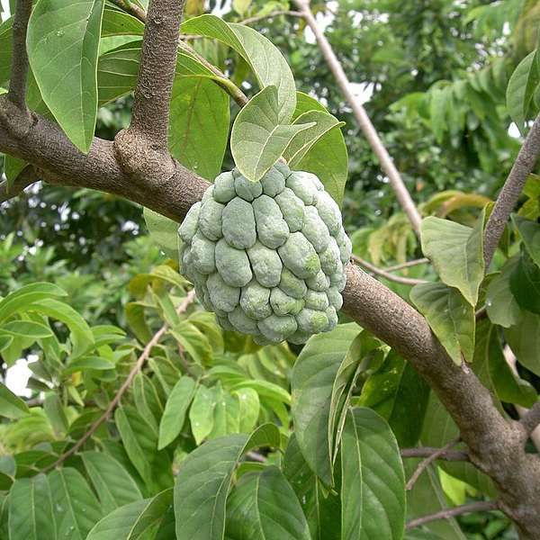 Annona Squamosa Seeds (Sugar Apple Seeds, Sweetsop Seeds, Custard Apple Seeds)