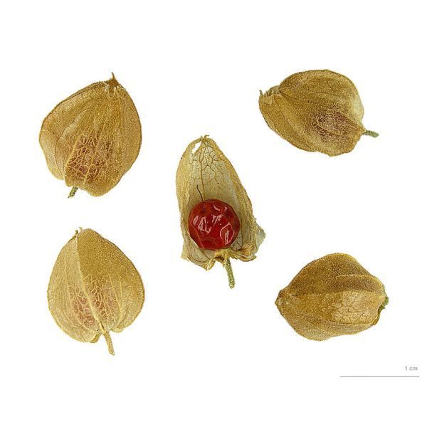 Ashwagandha Seeds (Withania Somnifera)
