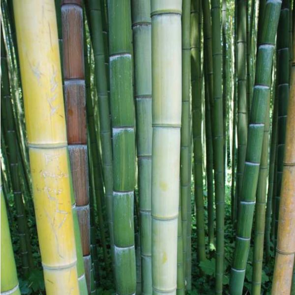Bamboo Moso Seeds (Phyllostachys Edulis)
