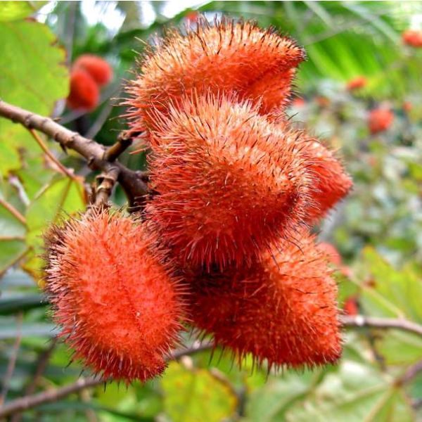 Bixa Orellana Seeds (Achiote Seeds)