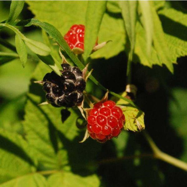 Blackberry Fruit - Shrub Seeds (Rubus allegheniensis)