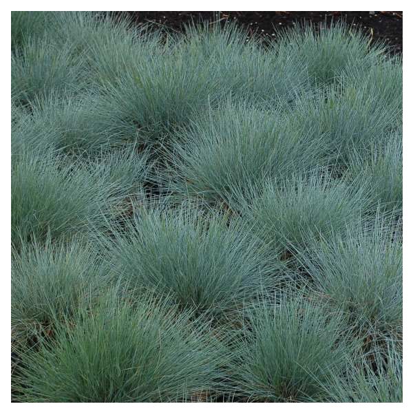 Blue Fescue Grass Seeds