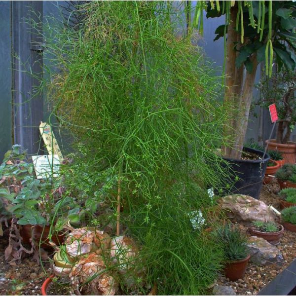 Climbing Onion (Bowiea volubilis)