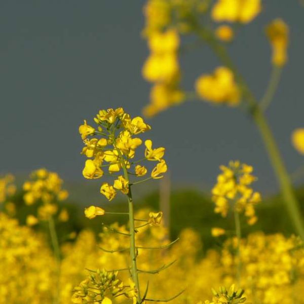 Brassica Juncea Seeds (Mustard Greens Seeds)
