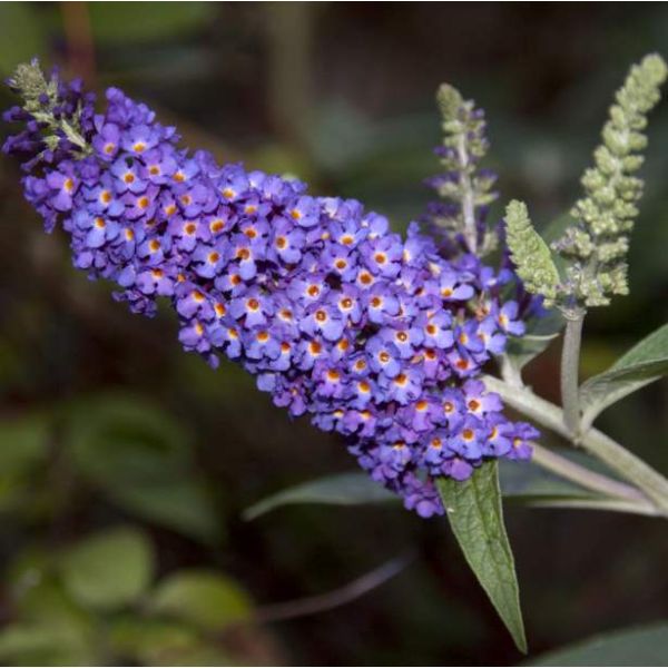 Butterfly Bush (Buddleja davidii)