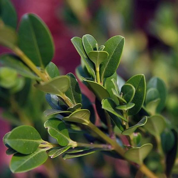 Buxus Microphylla Koreana Seeds (Korean Boxwood)