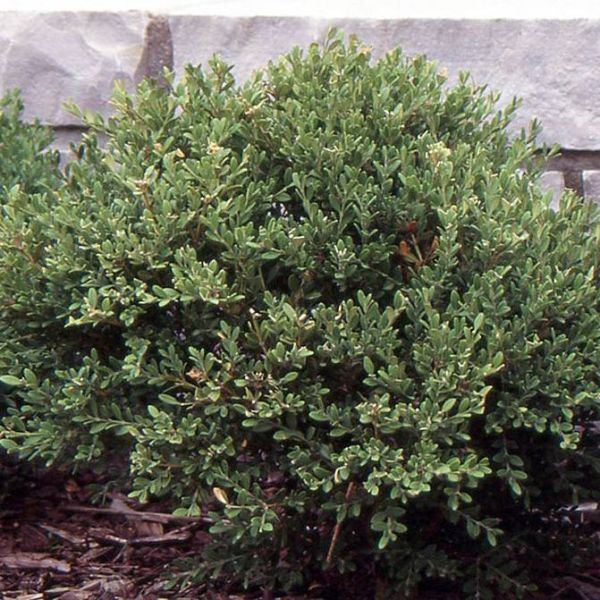 Buxus Microphylla Koreana Seeds (Korean Boxwood)