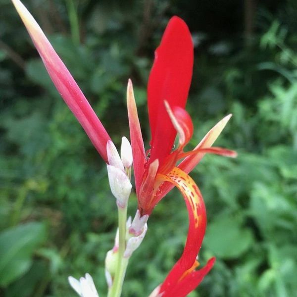 Canna Indica