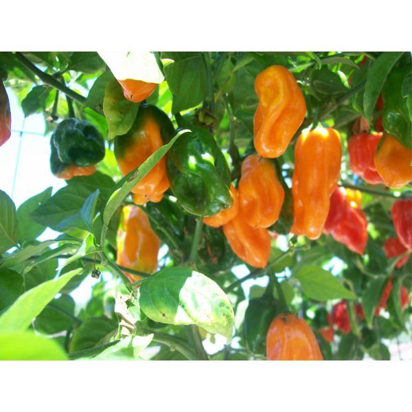 Capsicum Habanero Seeds (Habanero Pepper Seeds) *ORGANIC*