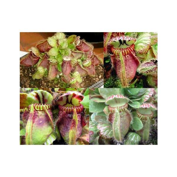 Cephalotus Follicularis Seeds (Australian Pitcher Plant)