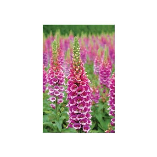 Digitalis Candy Mountain Seeds (Upward Facing Foxglove Seeds)