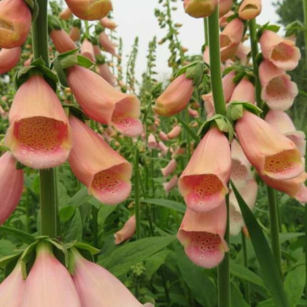 Digitalis Purpurea Apricot (Foxglove Apricot Seeds)
