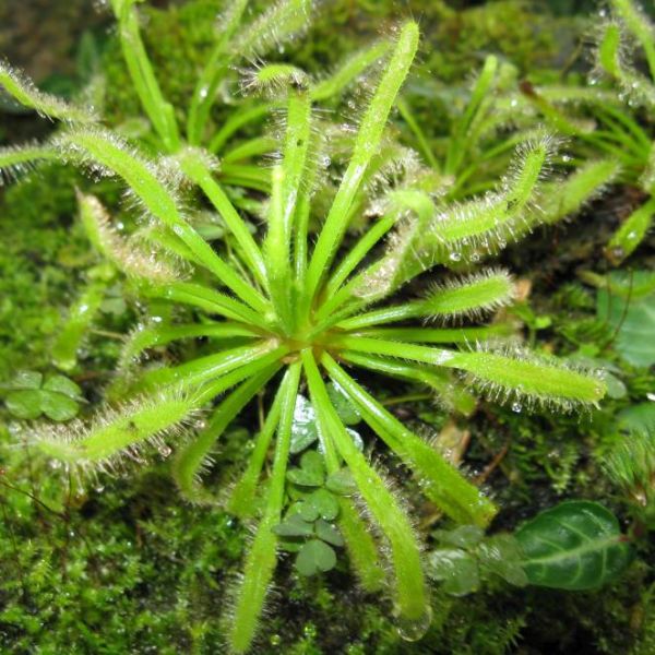 Drosera Capensis Seeds (Cape Sundew) 
