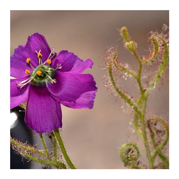 Drosera Cistiflora Seeds