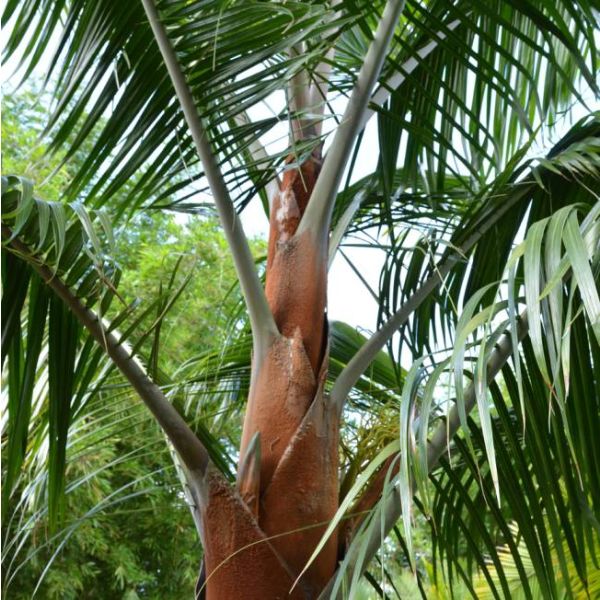 Dypsis leptocheilos (Redneck palm)