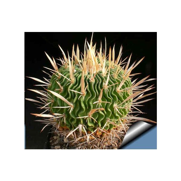 Echinofossulocactus Seeds Mix