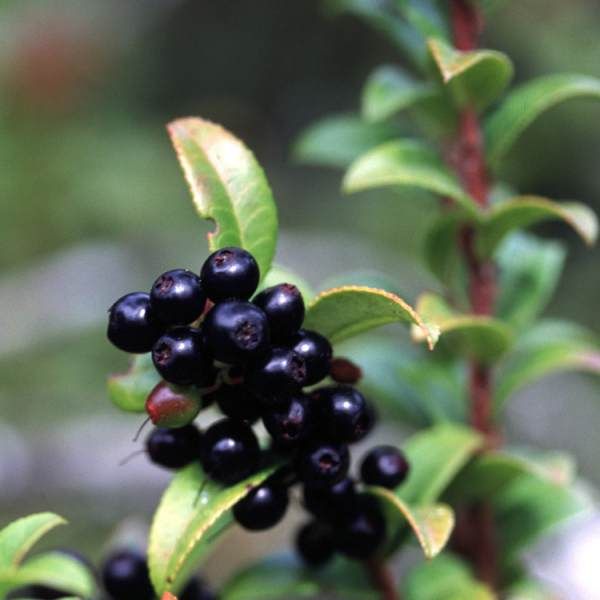 Vaccinium ovatum – Evergreen Huckleberry