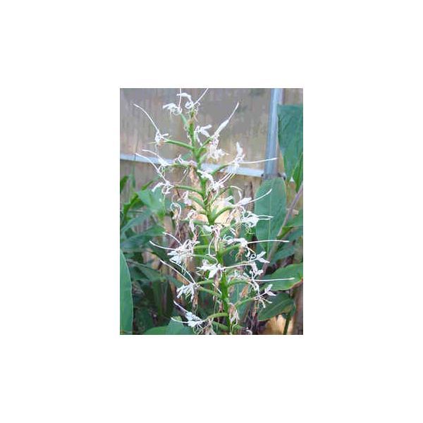Hedychium Stenopetalum Seeds (White Stars Ginger Seeds)