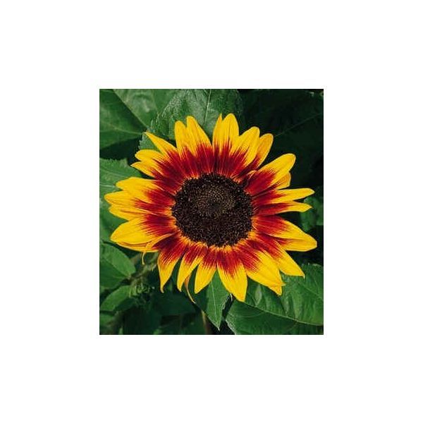 Helianthus Ring of Fire Seeds (Sunflower Plant Seeds)
