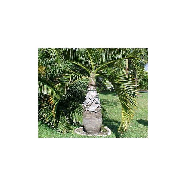 Hyophorbe Lagenicaulis Seeds (Bottle Palm Seeds, Mascarena Lagenicaulis Seeds, Hyophorbe Revaughnii Seeds)