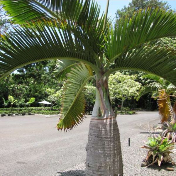 Hyophorbe Lagenicaulis Seeds (Bottle Palm Seeds)