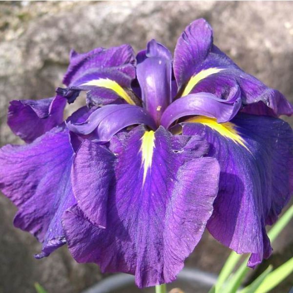 Iris Ensata Seeds (Japanese Iris Seeds)