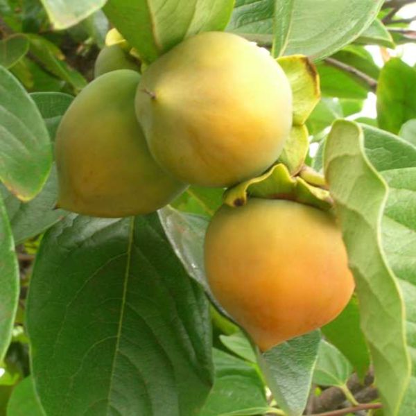 Japanese Persimmon Seeds (Diospyros kaki)