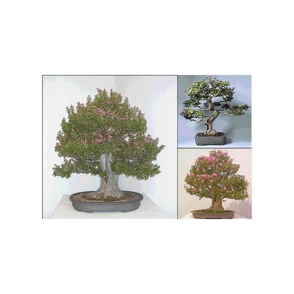 Lagerstroemia Indica Seeds (Crape Myrtle Seeds)