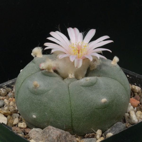 Lophophora Williamsii Seeds (Peyote Seeds)