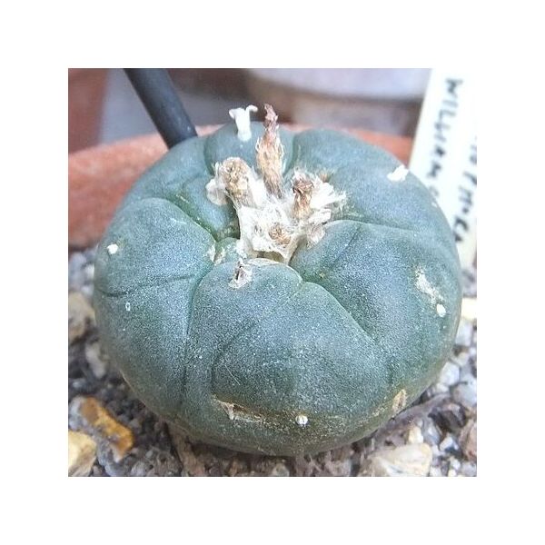 Lophophora Williamsii Seeds (Peyote Seeds)