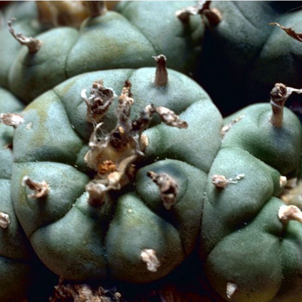 Lophophora Williamsii Seeds (Peyote Seeds)