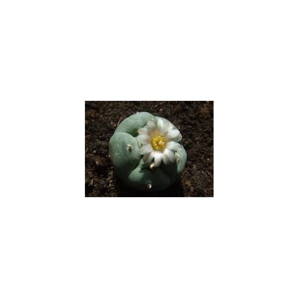 Lophophora Williamsii Seeds (Peyote Seeds)