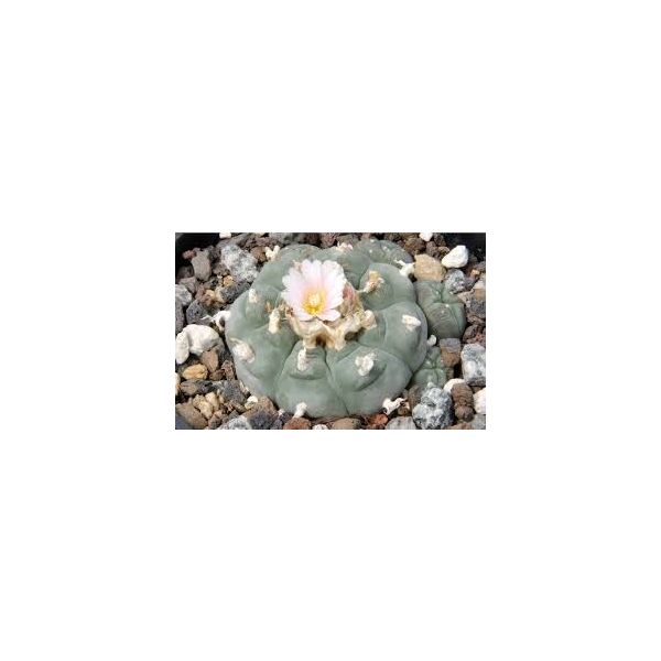 Lophophora Williamsii Seeds (Peyote Seeds)