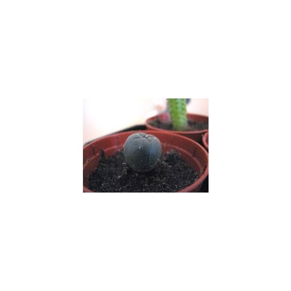 Lophophora Williamsii Seeds (Peyote Seeds)