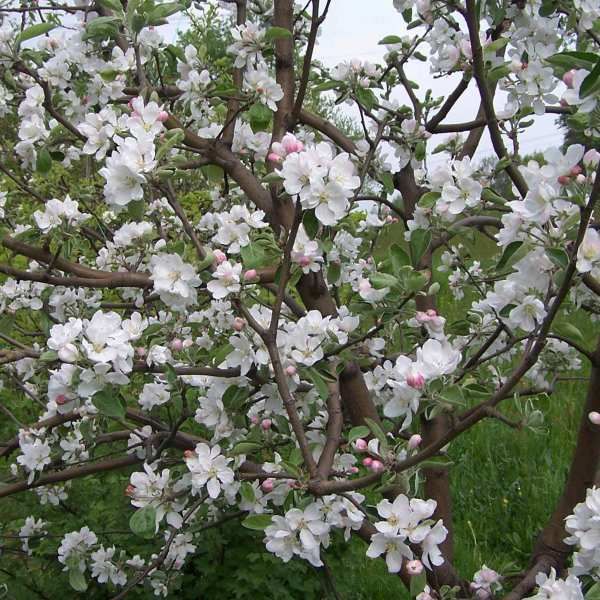 Malus Domestica Seeds (Apple Tree Seeds)