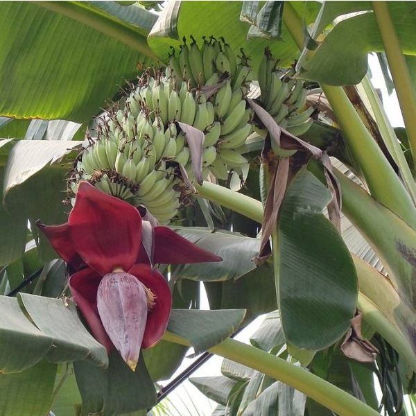 Musa Acuminata Seeds (Wild Dwarf Cavendish Banana Seeds)