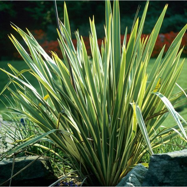 New Zealand Flax Seeds (Phormium tenax)