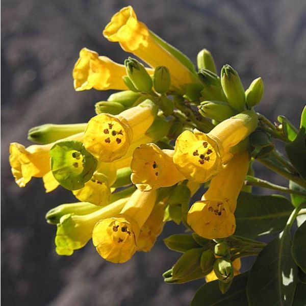 Tree Tobacco Seeds (Nicotiana glauca)
