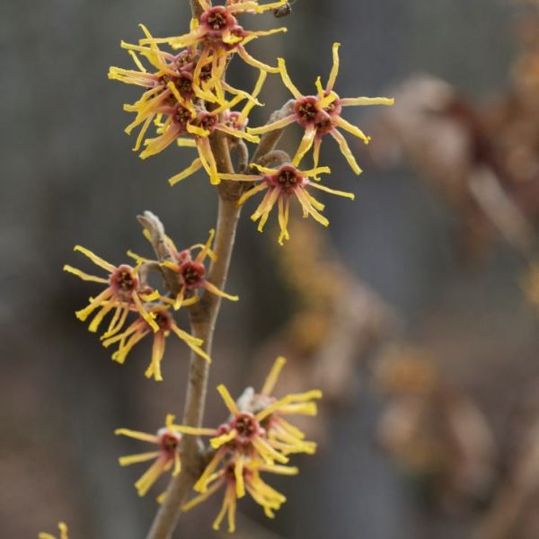 Ozark Witch Hazel (Hamamelis vernalis)