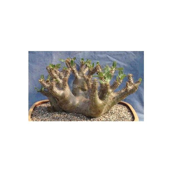 Pachypodium Horombense Seeds