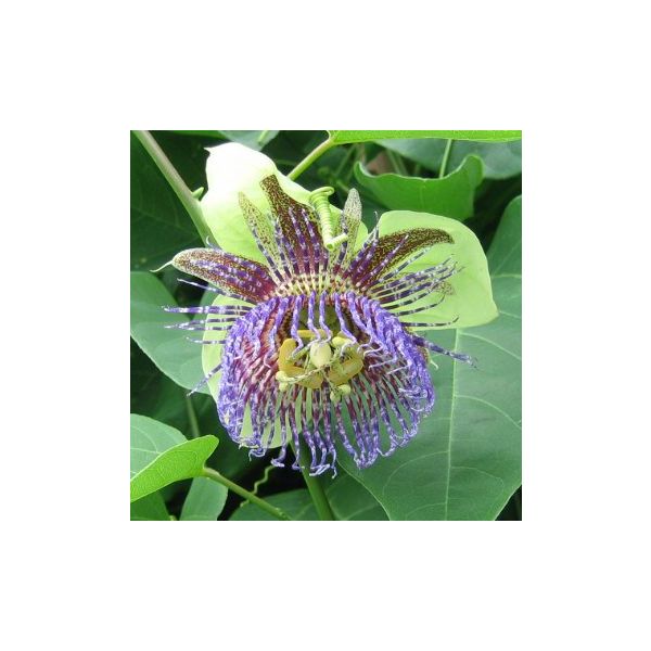 Passiflora Maliformis Seeds (Sweet Calabash Seeds)