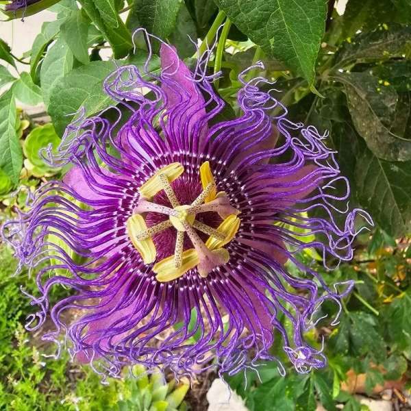 Passiflora Quadrangularis Seeds (Giant Granadilla Seeds)
