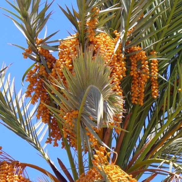 Phoenix Dactylifera Seeds (Date Palm Seeds)
