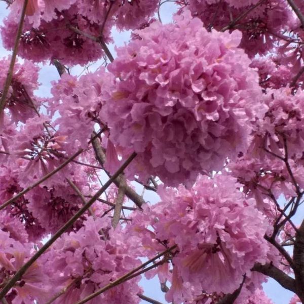 Pink Trumpet Tree Seeds (Tabebuia Rosea)